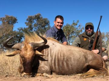 Golden Wildebeest in Limpopo