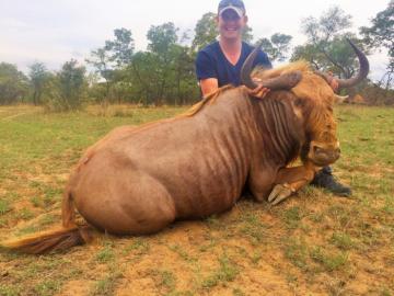 Golden Wildebeest Trophy