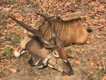Impressive Lord Derby Eland Safari in Cameroon's Northern Savanna 3