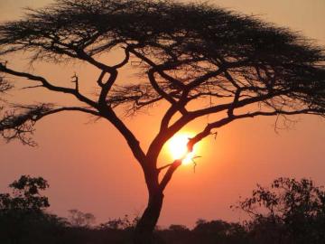 Tanzania 2 Buffalo Hunting Safari in Selous Game Reserve 16