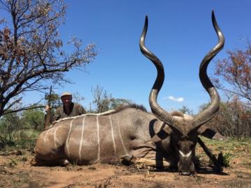 Beautiful Limpopo Kudu Bull