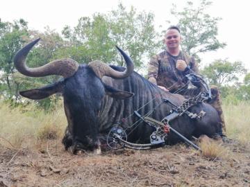 Big trophy wildebeest bull