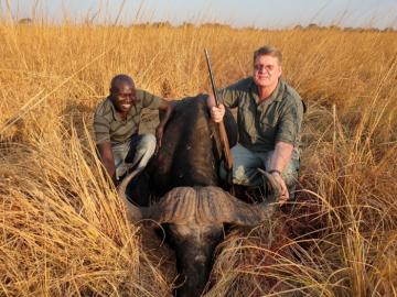 Tropy Cape buffalo in the sawgrass