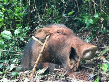 Giant Forest Hog takenin Cameroon's Rain Forest 11