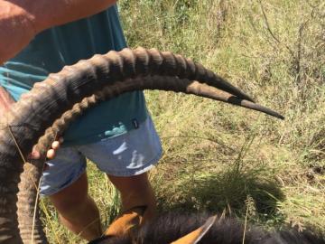 Giant Sable Horns