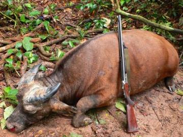 Dwarf Buffalo Hunt in Cameroon 6