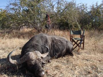Rungwa Cape Buffalo Hunt 2