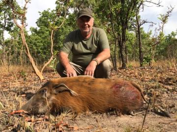 Cameroon Savanna Red River Hog