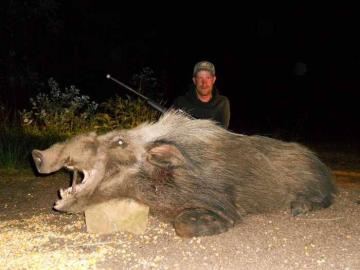 Bushpig Hunt on Bait in South Africa 3