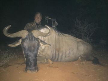 Blue wildebeest taken with a bow