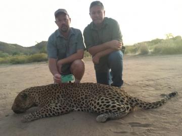 Leopard Hunt in Namibia 6