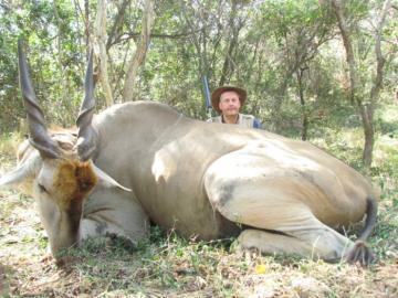 Huge Eland Bull