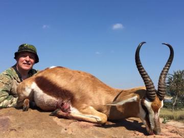 Big Springbok in Limpopo