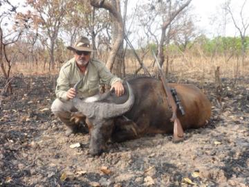 Trophy West Africa Buffalo