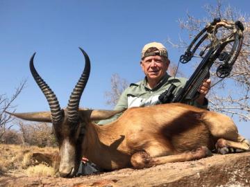 Large springbok