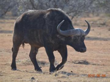 Hunt Cape Buffalo in South Africa 10