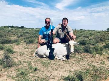 Discounted Free State White Blesbuck