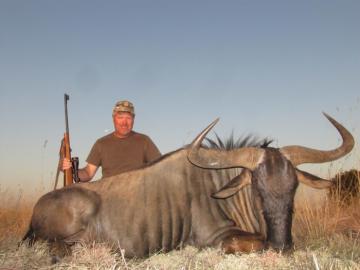 Trophy Blue Wildebeest