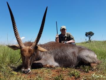 Big South African Waterbuck