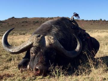Hunt Cape Buffalo in South Africa 11