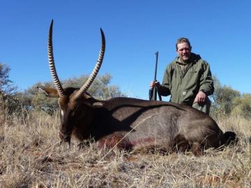 Free State Waterbuck