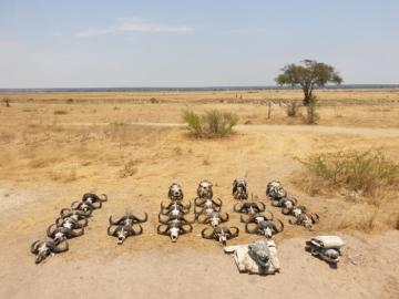 Cape Buffalo trophies