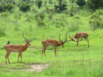 East African Impalas