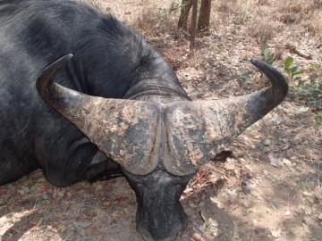 Rungwa Cape Buffalo Hunt 7