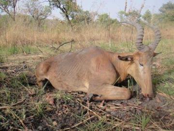 Roan Hunting Safari in Cameroon 12