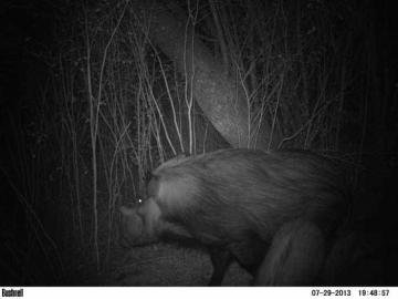 Bushpig Hunt on Bait in South Africa 10