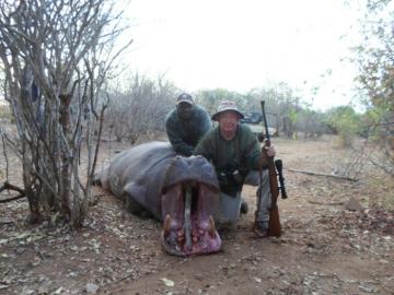 Selous Reserve trophy hippo