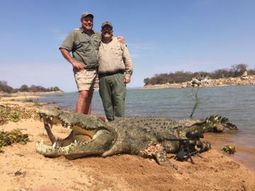 A giant Crocodile hunted in Mozambique
