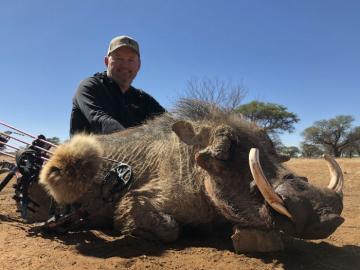 Bow hunted warthog in Namibia