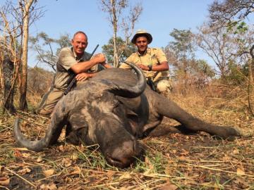 Trophiy buffalo taken on Selous Reserve Safari