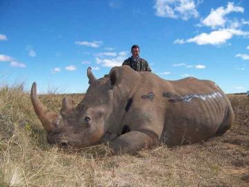 Darted Rhino Hunt in South Africa 1