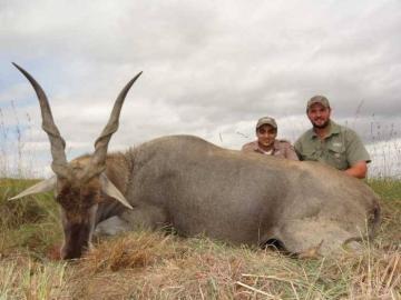 Free-Range Reedbuck Slam hunting Safari in Kwazulu-Natal 8