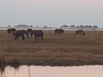 Elephants feeing in the Caprivi Strip