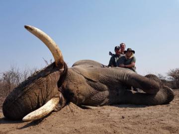 Heavy Ivory on a Bushmanland Bull