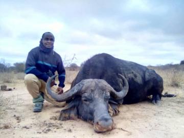 Large Maasailand Cape buffalo bull