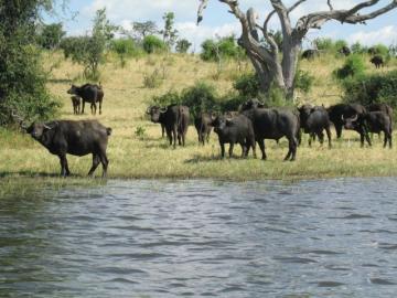 buffalo near the river