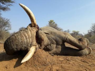 Giant Namibia Trophy Elephant