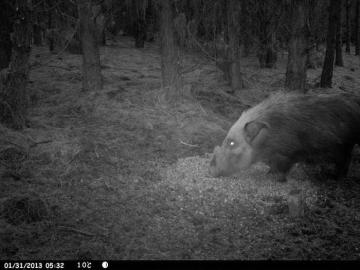 Bushpig Hunt on Bait in South Africa 9