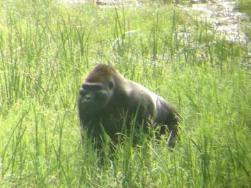 Silverback Gorilla in Cameroon's Rain Forest