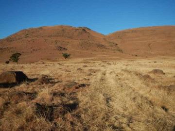 Free-Range Reedbuck Slam hunting Safari in Kwazulu-Natal 5