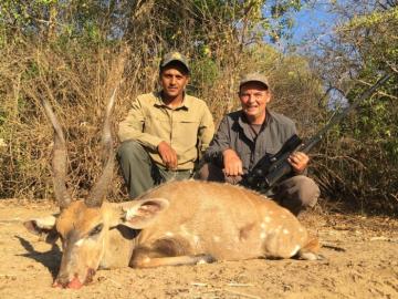A good Tanzania Bushbuck