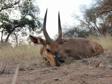 5-Star bushbuck