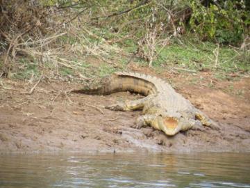 Trophy crocodile in Limpopo