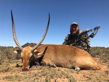Red Lechwe with a bow