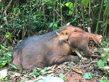 Dwarf Buffalo Hunt in Cameroon 14