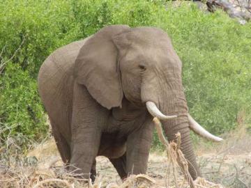 ELEPHANT HUNT IN NAMIBIA 3